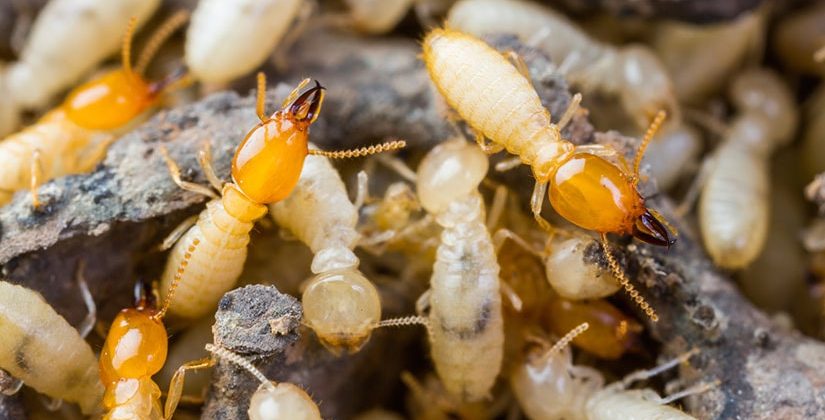 termite control melbourne