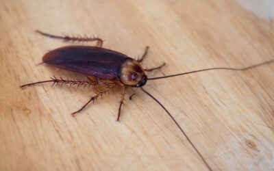 7 Things You Need to Know About Cockroach Bite