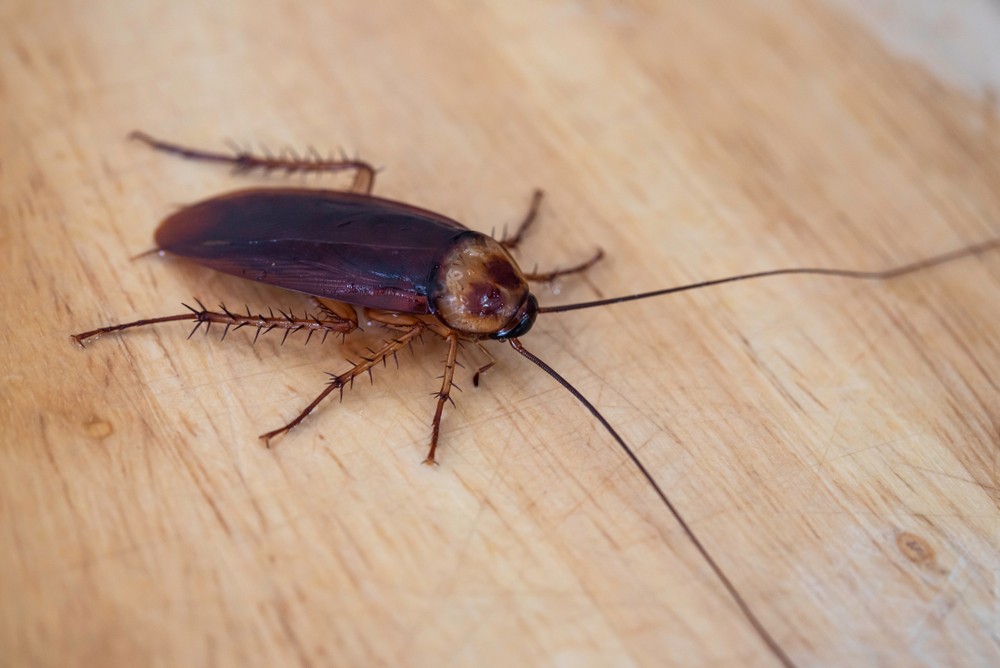 7 Things You Need to Know About Cockroach Bite