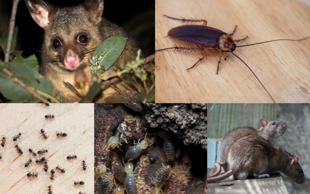 melbourne pests in winter