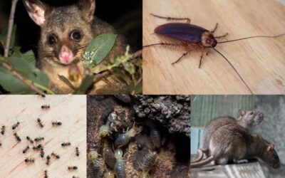 Melbourne’s Worst – 5 Pests In Winter