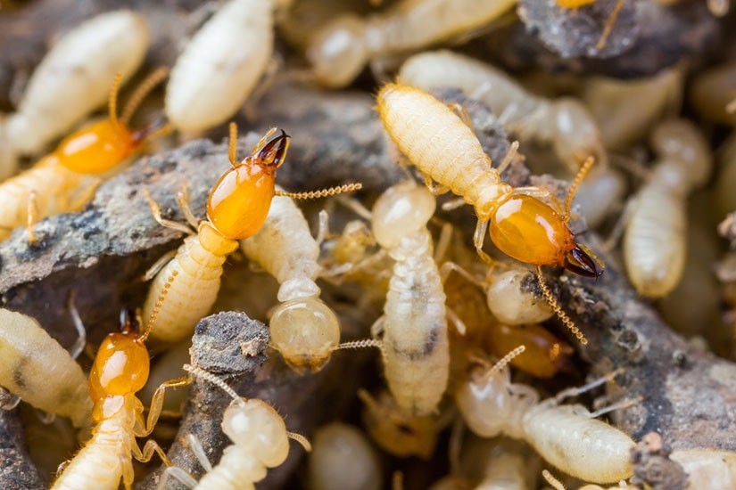 pests in winter termites