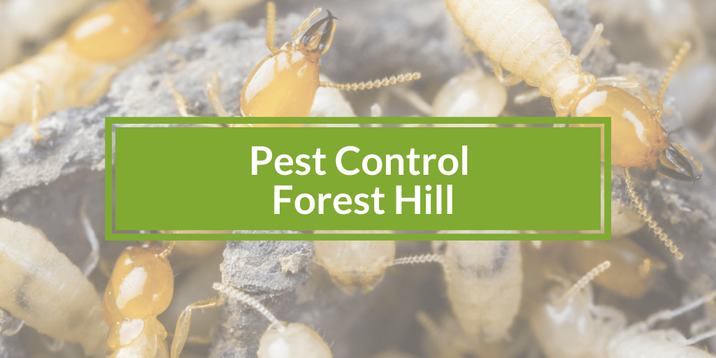 pest control forest hill