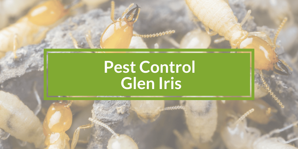 pest control glen iris