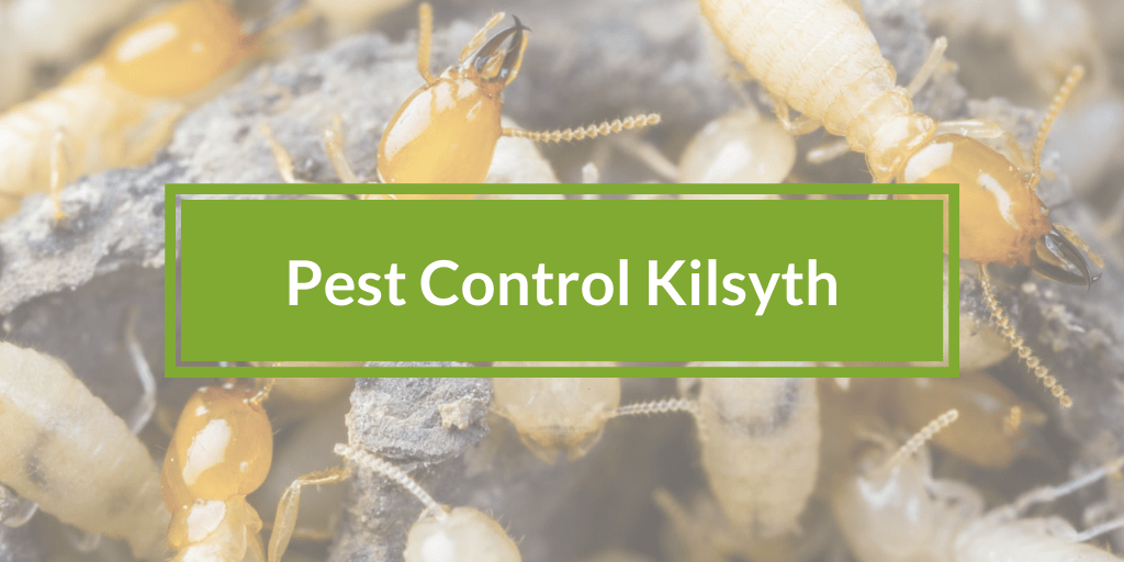pest control kilsyth