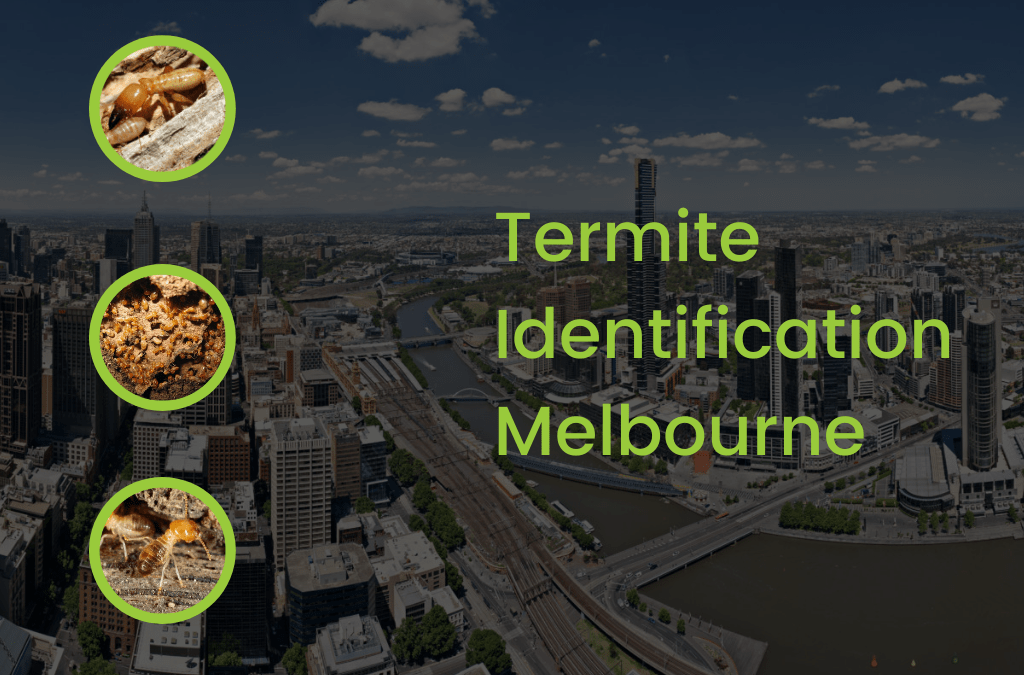 What You Need To Know About Termite Identification In Melbourne