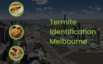 What You Need To Know About Termite Identification In Melbourne