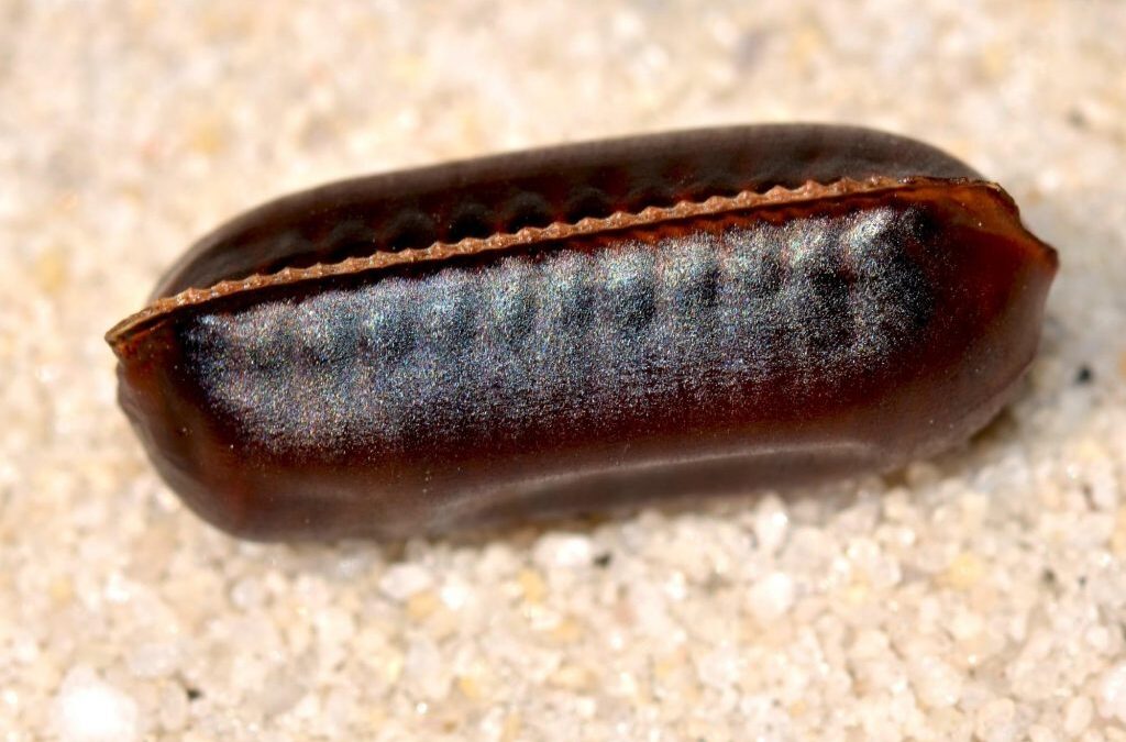 cockroach eggs