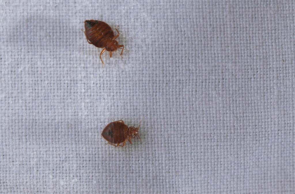 4 Ways On How To Get Rid Of Bed Bugs