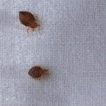 how to get rid of bed bugs