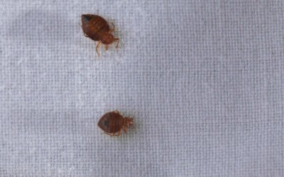 4 Ways On How To Get Rid Of Bed Bugs