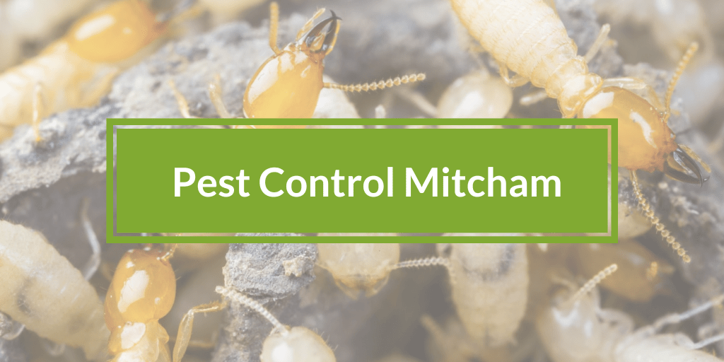 pest control mitcham