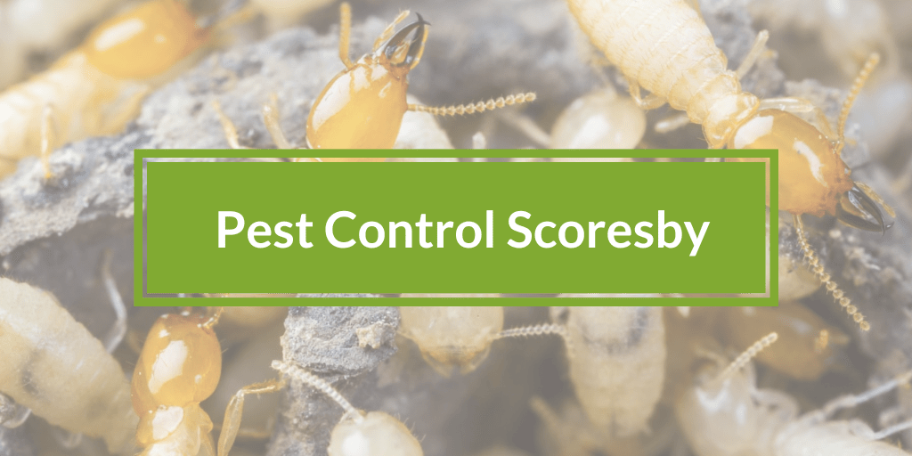 pest control scoresby