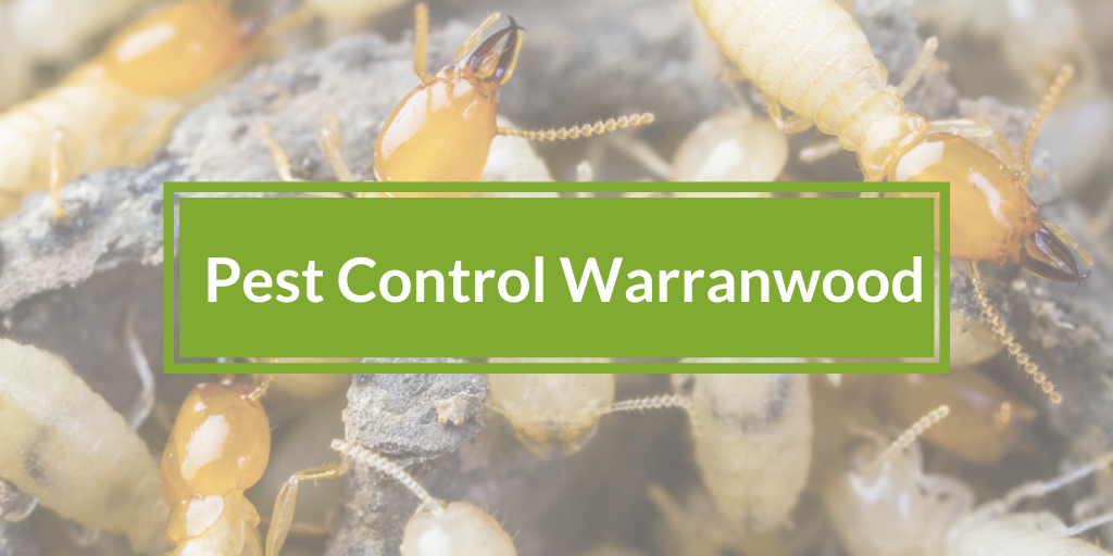 pest control warranwood