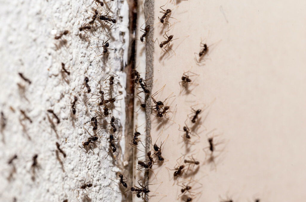 how to get rid of ants