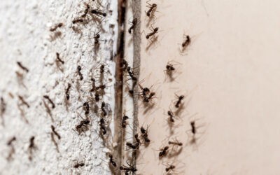 5 All-Natural Ways On How To Get Rid Of Ants