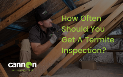 How Often Should You Get A Termite Inspection?
