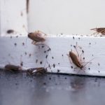 cockroach droppings