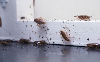 What Do Cockroach Droppings Look Like?