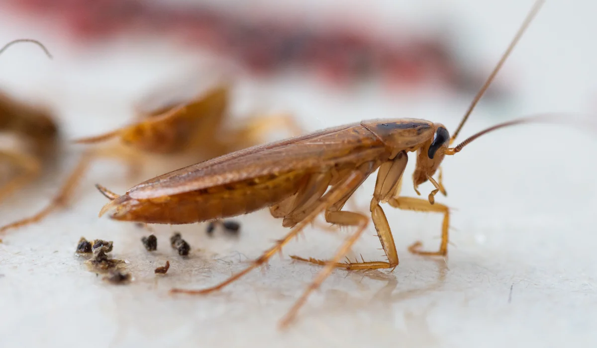 identify cockroach droppings