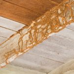 termite mud tubes