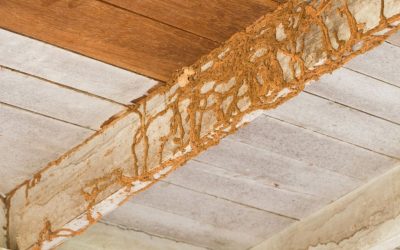 Termite Mud Tubes: Everything You Need to Know